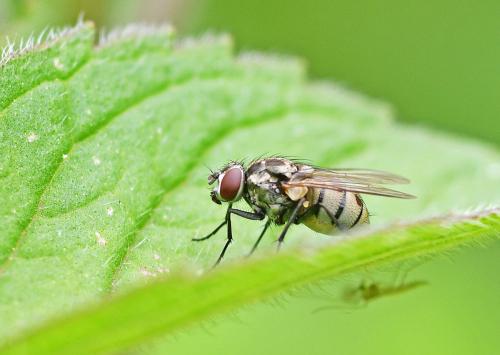 Limnophora tigrina